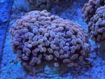Euphyllia Paraancora Orange-Gold